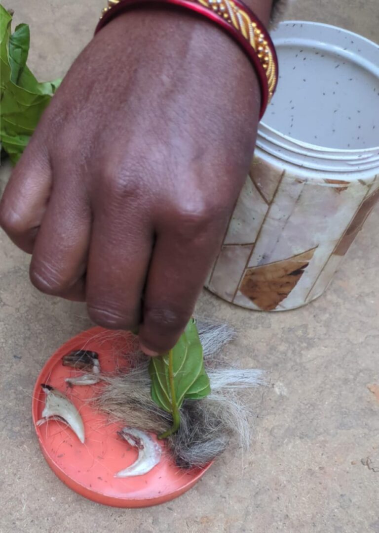 हाइकोर्ट ने भी लिया है संज्ञान…….. बाघ की संदेहास्पद मौत मामले में महिला सरपंच गिरफ्तार