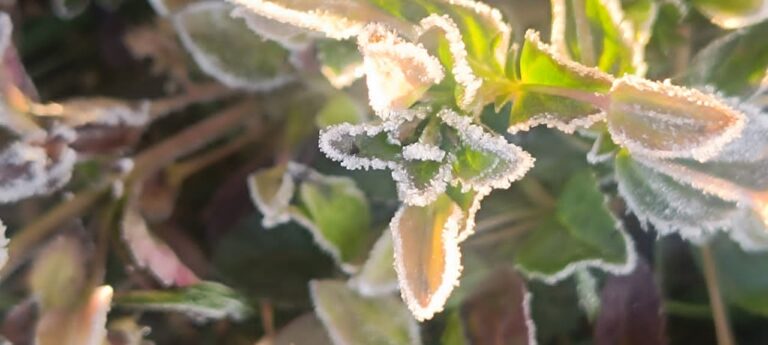 छत्तीसगढ़ के शिमला मैनपाट में जमी बर्फ की चादर,सरगुजा में पड़ रहीं कड़ाके की ठंड 