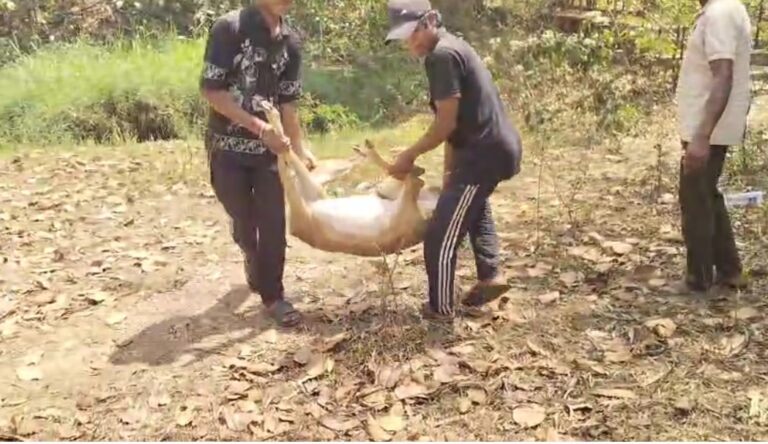 संजय वन वाटिका में आवारा कुत्तों का हमलाः 15 हिरणों की मौत, लापरवाही पर कर्मचारियों को किया गया निलंबित