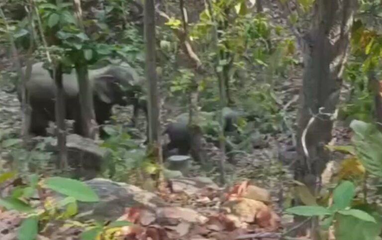 मैनपाट में हाथियों का आतंक, रतजगा कर रहे ग्रामीण; पर्यटन क्षेत्र में बढ़ी दहशत