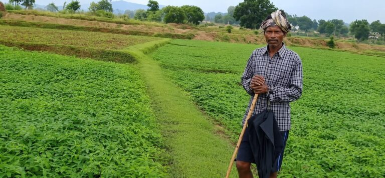 किसान अपना रहे ढैंचा की हरित खाद तकनीक, रासायनिक उर्वरकों पर निर्भरता होगी कम, भूमि की उर्वरता बढ़ाने की दिशा में पहल