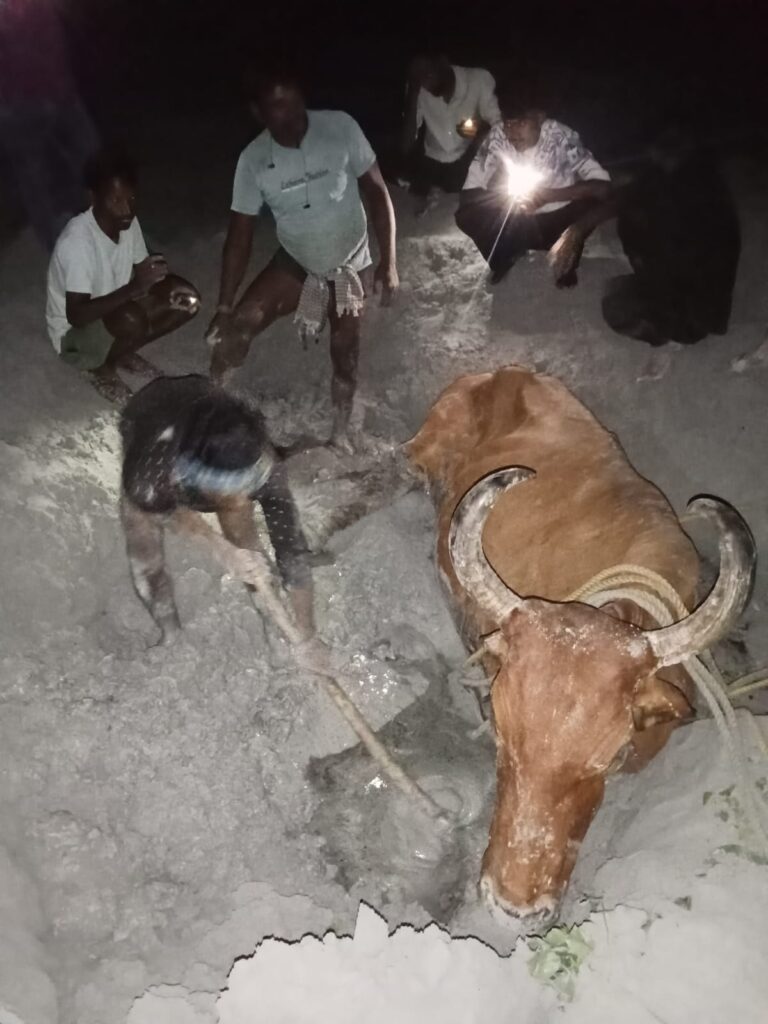 दो दिनों के अथक प्रयास के बाद राख के दलदल में फंसे नंदी का सफल रेस्क्यू