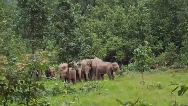 14 हाथियों के दल से दहशत, खेतों में मचाया उत्पात; दो दर्जन किसानों की धान की फसल चौपट