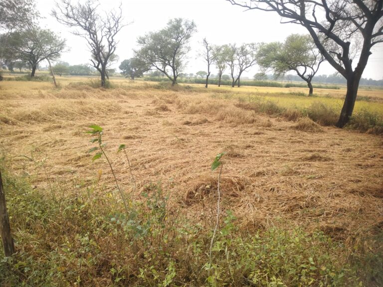चक्रवाती तूफान की बारिश ने किसानों की मेहनत पर फेरा पानी