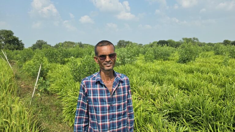 कृषक उन्नति योजना से फसल विविधीकरण की ओर बढ़े किसान, धान की जगह एक एकड़ में की अदरक की खेती