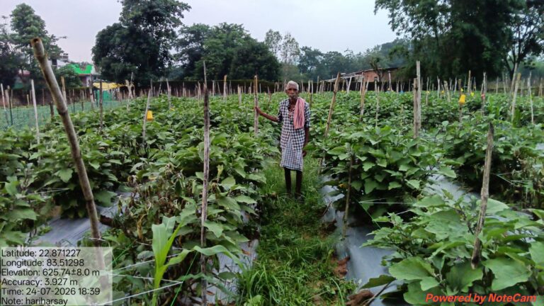 बैंगन की उन्नत खेती से किसान हरिहर साय ने बढ़ाई आमदनी